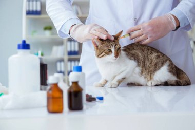 Kedi muayenesi için veteriner.