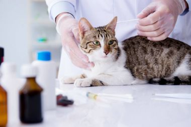 Kedi muayenesi için veteriner.