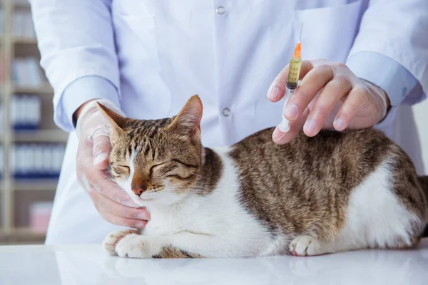 Cat visiting vet for regular checkup — Stock Photo, Image