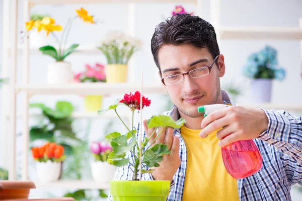 Florista de jardineiro trabalhando em uma loja de flores com plantas da casa — Fotografia de Stock