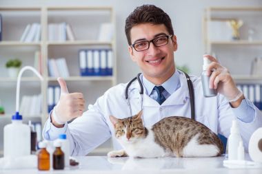 Kedi muayenesi için veteriner.