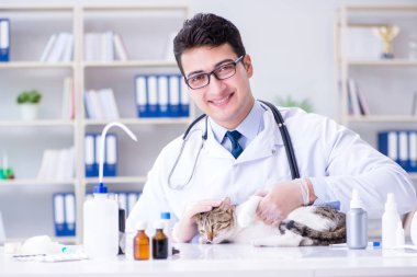 Kedi muayenesi için veteriner.