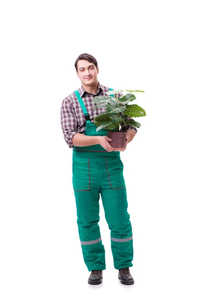 Jeune homme jardinier isolé sur blanc — Photo