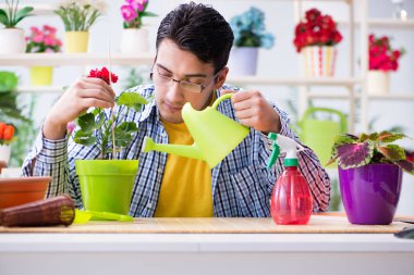 Bahçıvan çiçekçide çalışıyor. Çiçekçide çalışıyor.