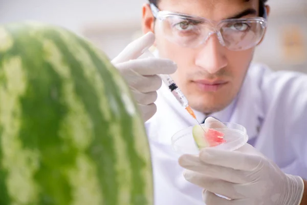 Scientifique testant pastèque en laboratoire — Photo