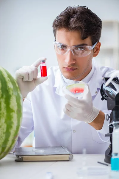 Ученый тестирует арбуз в лаборатории — стоковое фото