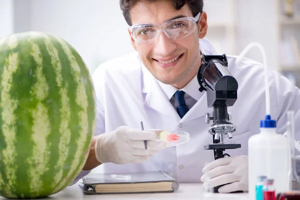 A tudós tesztelés görögdinnye a laborban — Stock Fotó