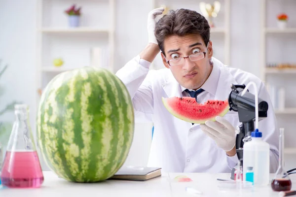 Forskare testar vattenmelon i labb — Stockfoto