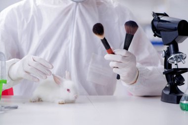 Beyaz tavşan bilimsel laboratuvar deneyinde