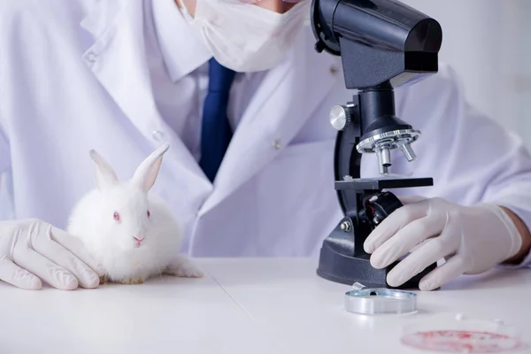 Vet doctor examining rabbit in pet hospital — Stock Photo, Image