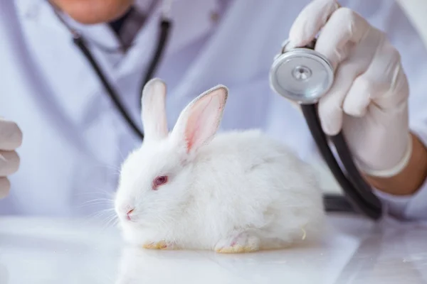 Vet doctor examining rabbit in pet hospital — Stock Photo, Image