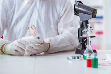 Beyaz tavşan bilimsel laboratuvar deneyinde
