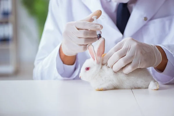 Vet doctor examining rabbit in pet hospital — Stock Photo, Image