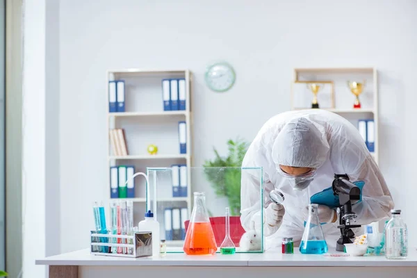 Cientista fazendo experiência animal em laboratório com coelho — Fotografia de Stock