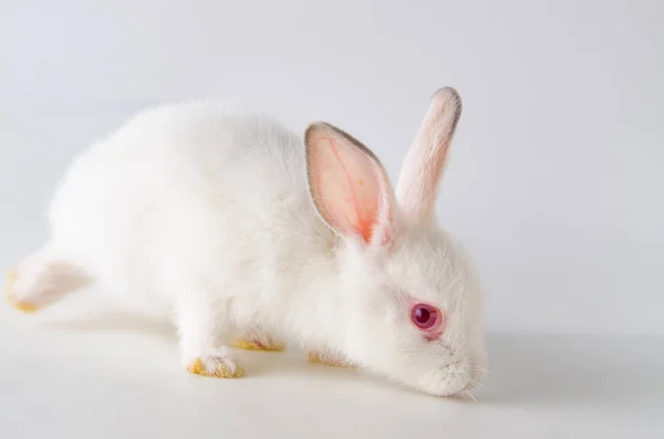 东方的白兔动物概念 — 图库照片