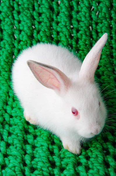 绿色背景的白兔 — 图库照片
