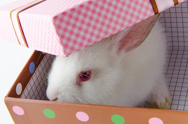 复活节礼物盒中的白兔 — 图库照片