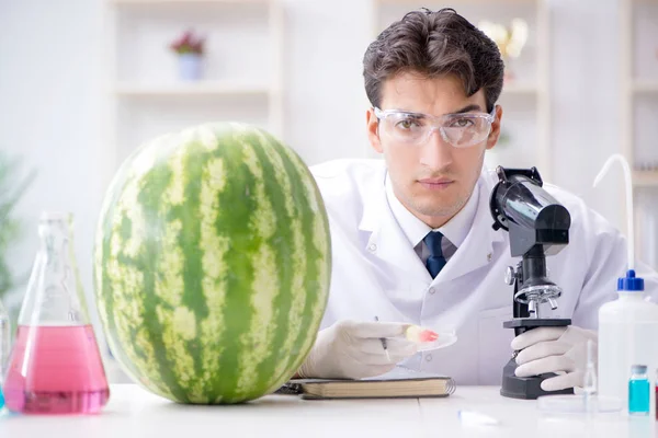 Cientista que testa melancia em laboratório — Fotografia de Stock