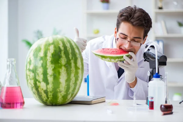 Scientist testing watermelon in lab — Stock Photo, Image