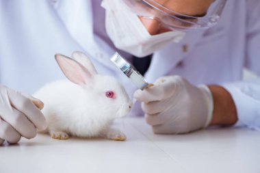 Hayvan hastanesinde tavşanı muayene eden veteriner.