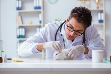Hayvan hastanesinde tavşanı muayene eden veteriner.