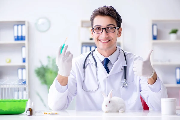 애완 동물 병원에서 토끼를 조사하고 있는 의사 — 스톡 사진