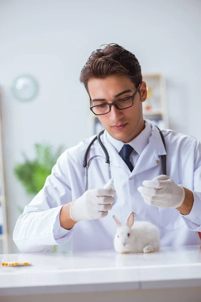 Ветеринарний лікар оглядає кролика в лікарні для домашніх тварин — стокове фото