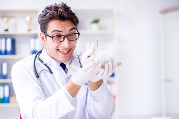 Vet doctor examining rabbit in pet hospital — Stock Photo, Image