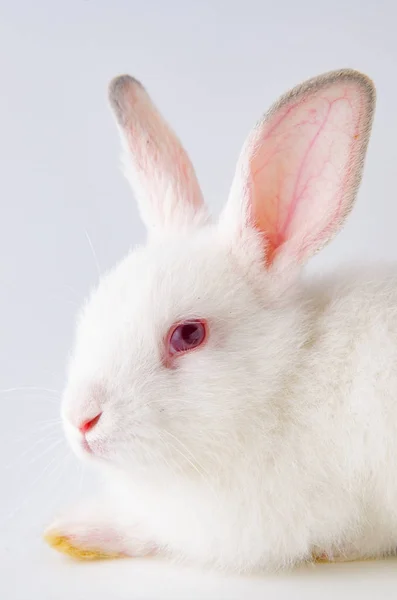Biały królik w koncepcji zwierząt wielkanocnych — Zdjęcie stockowe