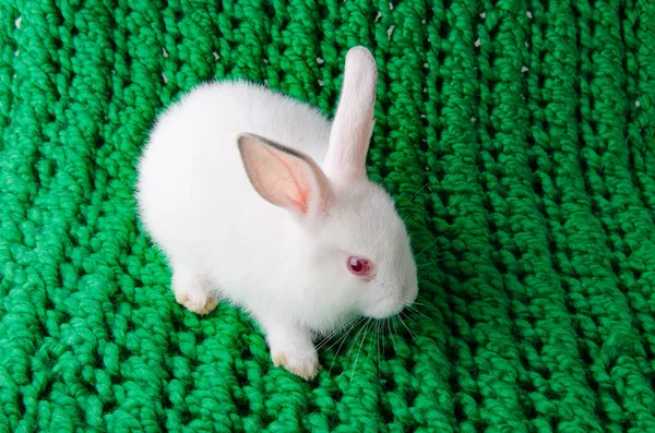 Белый кролик на зеленом фоне — стоковое фото