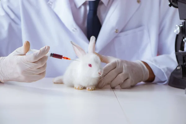 Vet doctor examining rabbit in pet hospital — Stock Photo, Image