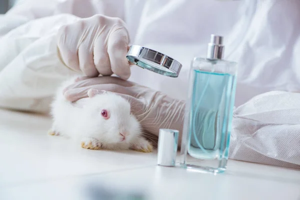 Kelinci putih dalam percobaan lab ilmiah — Stok Foto