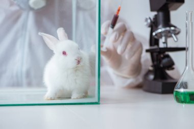 Beyaz tavşan bilimsel laboratuvar deneyinde