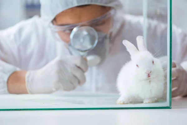 研究室でウサギと動物実験をする科学者 — ストック写真