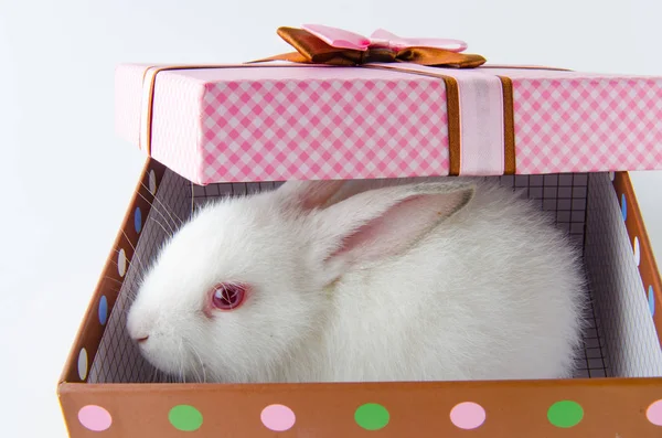 Kelinci putih dalam kotak hadiah dalam konsep easter — Stok Foto