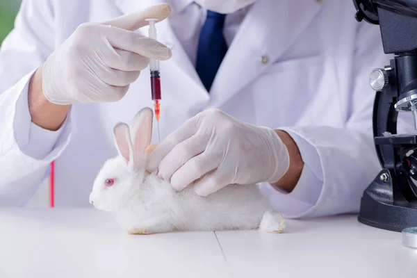 Vet doctor examining rabbit in pet hospital — Stock Photo, Image