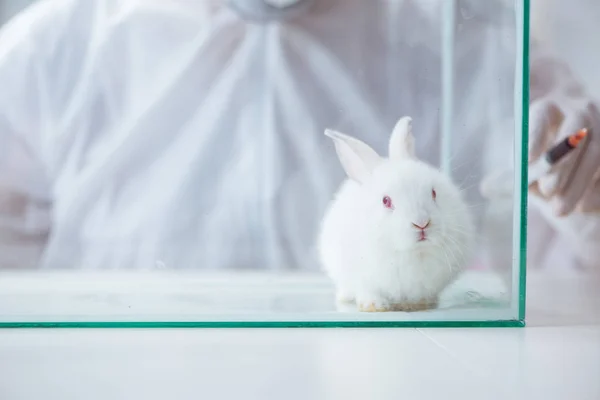 科学研究所の実験で白いウサギ — ストック写真