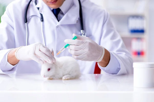 Médico veterinario examinando conejo en hospital de mascotas — Foto de Stock