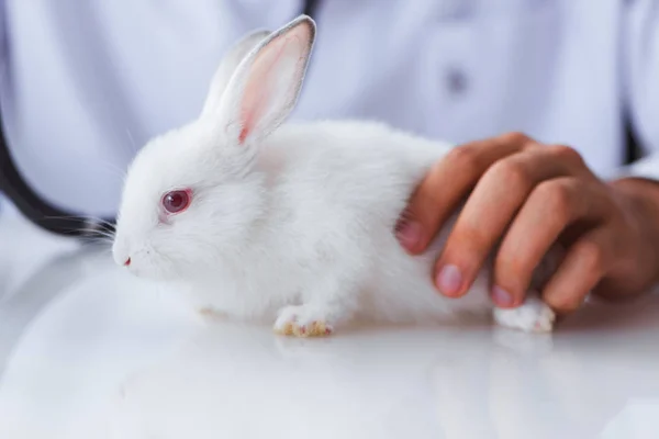 Vet doctor examining pet rabbit in clinic