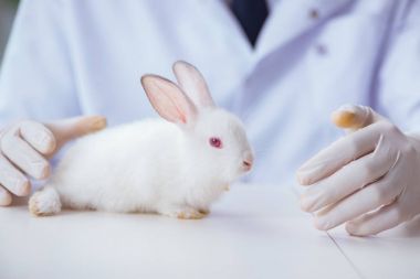 Hayvan hastanesinde tavşanı muayene eden veteriner.