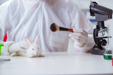 Beyaz tavşan bilimsel laboratuvar deneyinde