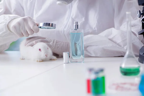 White rabbit in scientific lab experiment