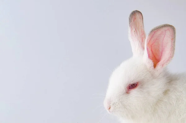 Coniglio bianco nel concetto di animale pasquale — Foto Stock