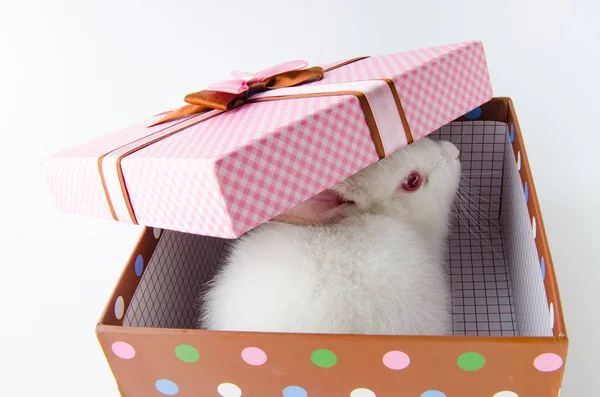 Bílý králík v dárkové krabice v pojetí Velikonoc — Stock fotografie