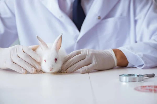 Vet doctor examining rabbit in pet hospital — Stock Photo, Image