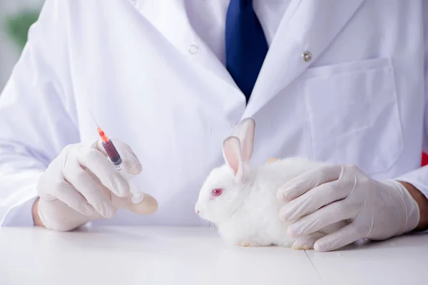 Vet doctor examining rabbit in pet hospital — Stock Photo, Image