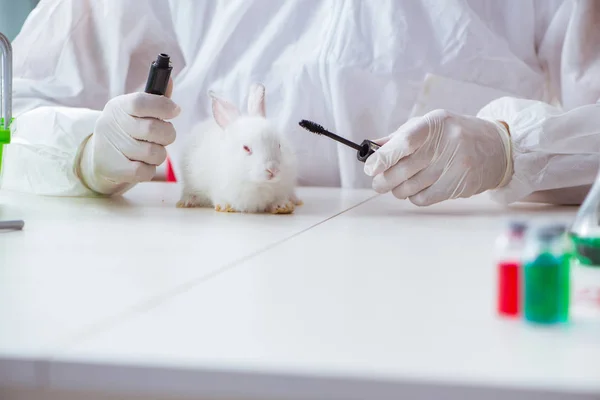 Білий кролик в науково лабораторному експерименті — стокове фото