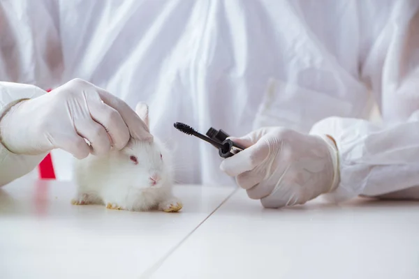 과학 실험실에서 실험 한 흰 토끼 — 스톡 사진