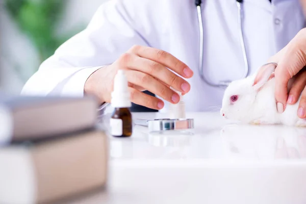 Vet doctor examining pet rabbit in clinic