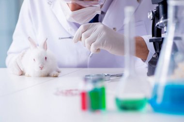 Hayvan hastanesinde tavşanı muayene eden veteriner.